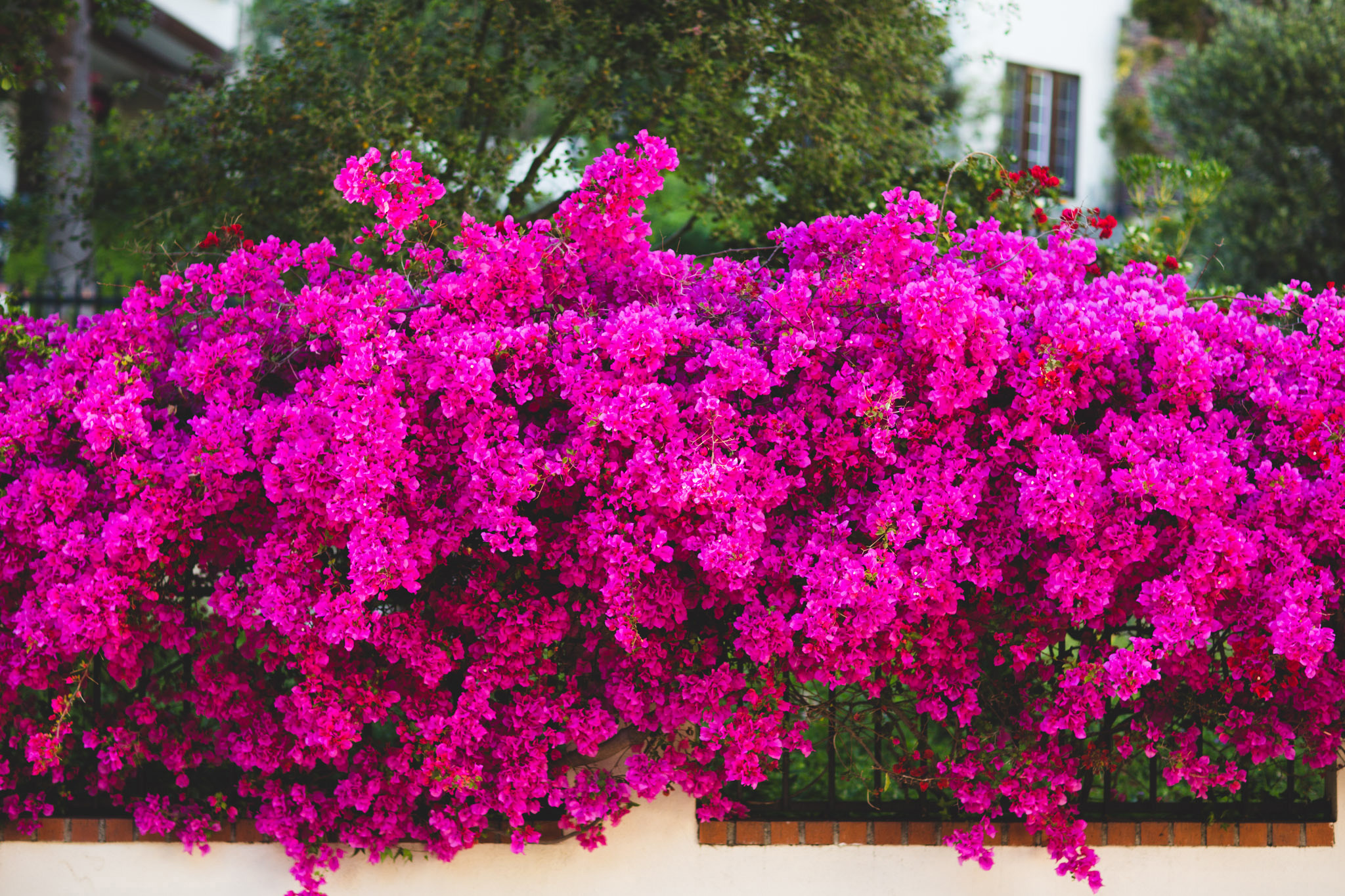 Bougainvillas